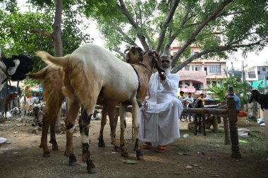 GURUGRAM INDIA 27 Haziran 2023 Bir satıcı keçileriyle birlikte, Sadar Bazar yakınlarındaki Jama Masijid 'de Kurban Bayramı' nın ilerisindeki bir hayvan pazarında 27 Haziran 2023 'te Hindistan Gurugram' da Parveen Kumar Hindustna Times tarafından çekilmiştir. 