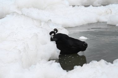 NEW DELHI INDIA 28 HAZİRAN 2023 Yamuna suyunda 28 Haziran 2023 tarihinde yüzen zehirli köpük görüntüsü Yamuna 'da yüzen tehlikeli köpük amonyak seviyesinin artması ve diska kaynaklı yüksek fosfat içeriğinin bir sonucudur.