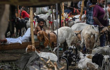 YENİ DELHI INDIA HAZİRAN 28 HAZİRAN 2023 Satıcılar, 28 Haziran 2023 tarihinde, Müslüman cemaat Azha bayramından bir gün önce, Jama Mescid 'deki Kurban Bayramı öncesinde, bir hayvan pazarında keçilerle birlikte görüldü. 