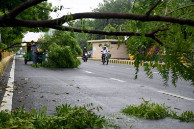 NOIDA INDIA 29 Haziran 2023 Ağaç, 29 Haziran 2023 tarihinde Noida Hindistan 'da sağanak yağış nedeniyle sektör 22' ye düştü. 