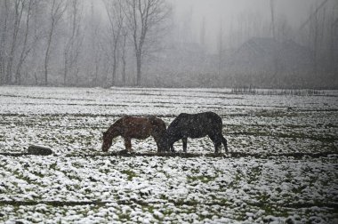 SRINAGAR Hindistan 3 Şubat 2024 tarihinde Srinagar Hindistan 'da kar yağışında 32024 beygiri otlarken görüldü Kashmir vadisi bu kış uzun süren bir kurak döneme tanık oldu ChillaiKalan' ın büyük çoğunluğu 40 gün süren sert kış döneminde