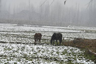 SRINAGAR Hindistan 3 Şubat 2024 tarihinde Srinagar Hindistan 'da kar yağışında 32024 beygiri otlarken görüldü Kashmir vadisi bu kış uzun süren bir kurak döneme tanık oldu ChillaiKalan' ın büyük çoğunluğu 40 gün süren sert kış döneminde