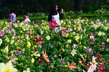 NEW DELHI INDIA ŞUBARI 14. 2024 Ziyaretçiler, 14 Şubat 2024 tarihinde Yeni Delhi Belediyesi NDMC tarafından düzenlenen Yeni Delhi Hindistan 'daki Lodhi Garden' da açan çiçeklerle bahar mevsiminin tadını çıkarıyor. 