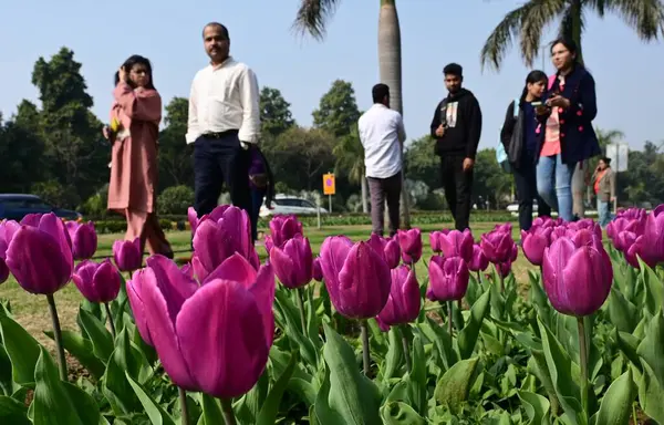 stock image NEW DELHI INDIA FEBRUARY 14 2024 People gather in large numbers to witness Spring Seasons Tulip Festival at Shantipath on February 14 2024 in New Delhi India Organized by the New Delhi Municipal Corporation NDMC the 12day Tulip Festival in Delhi star