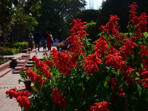 stock image NEW DELHI INDIA FEBRUARY 18 2024 Visitors take selfies and photos with flowers during the 36th Garden Tourism Festival organized by Delhi Tourism in collaboration with the Delhi Government held at Garden of Five Senses on February 18 2024 in New Delh