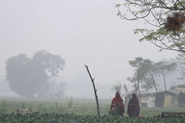 NEW DELHI INDIA HAZİRAN 32024 Çeltik tarlasında yürüyen insanlar Yamuna 'da sisli ve soğuk bir sabahın ortasında fotoğraf Salman Ali Hindustan Times tarafından çekilmiştir. 