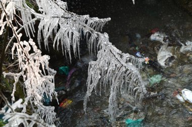 SRINAGAR INDIA JANUARY 6 2024 Icicles are seen on tree branches on January 6 2024 in Srinagar India Srinagar recorded its coldest night of the season clipart