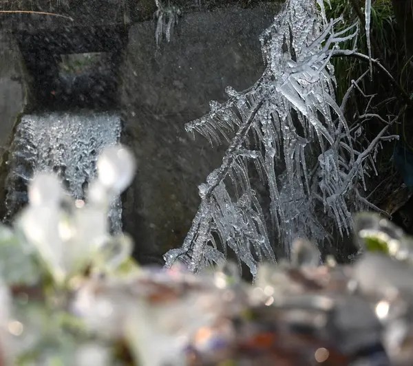 stock image SRINAGAR INDIA JANUARY 6 2024 Icicles are seen on tree branches on January 6 2024 in Srinagar India Srinagar recorded its coldest night of the season