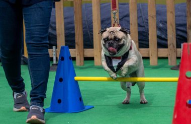 MUMBAI INDIA HAZİRAN 14 HAZİRAN 2024 PET Show 'da evcil hayvanlarıyla birlikte NSE Ulusal Sergi Merkezi' nin Hindistan 'daki en büyük hayvan gösterisi olan PetFed tarafından düzenlendi. 