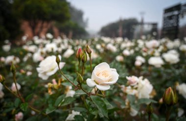 NEW DELHI INDIA JANUARY 31 2024 Roses Flowers in full bloom during the media preview of Amrit Udyan at Rashtrapati Bhawan Photo by Sanchit Khanna Hindustan Times  clipart