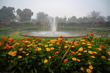 NEW DELHI INDIA JANUARY 31 2024 Ot Marigold Çiçekleri, Rashtrapati Bhawan 'daki Amrit Udyan' ın medya tanıtımı sırasında tamamen çiçek açtı.