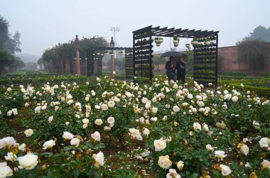 NEW DELHI INDIA HAZİRAN 'DA Amrit Udyan' ın Rashtrapati Bhawan 'daki medya tanıtımı sırasında çiçek açmış 31 Ocak 2024 