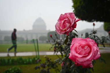 NEW DELHI INDIA HAZİRAN 'DA Amrit Udyan' ın Rashtrapati Bhawan 'daki medya tanıtımı sırasında çiçek açmış 31 Ocak 2024