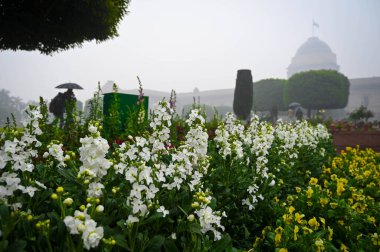 NEW DELHI INDIA JANUARY 31 2024 Gilly Flowers, Rashtrapati Bhawan 'daki Amrit Udyan' ın medya tanıtımı sırasında çiçek açtı 