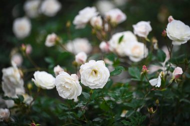 NEW DELHI INDIA HAZİRAN 'DA Amrit Udyan' ın Rashtrapati Bhawan 'daki medya tanıtımı sırasında çiçek açmış 31 Ocak 2024 