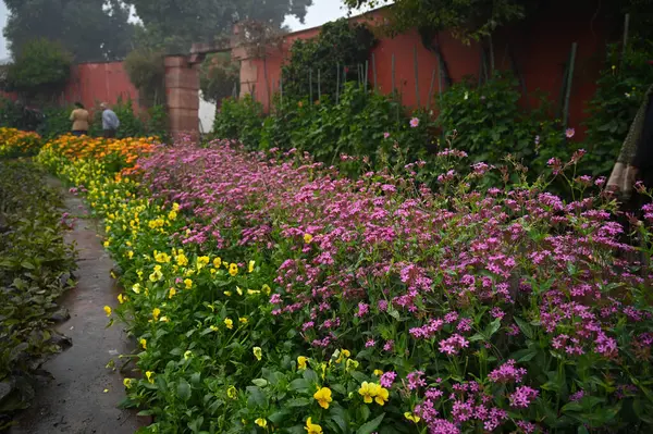 stock image NEW DELHI INDIA JANUARY 31 2024 Purple top Flowers in full bloom during the media preview of Amrit Udyan at Rashtrapati Bhawan 