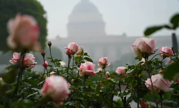 stock image NEW DELHI INDIA JANUARY 31 2024 Roses Flowers in full bloom during the media preview of Amrit Udyan at Rashtrapati Bhawan 