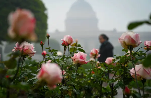 stock image NEW DELHI INDIA JANUARY 31 2024 Roses Flowers in full bloom during the media preview of Amrit Udyan at Rashtrapati Bhawan