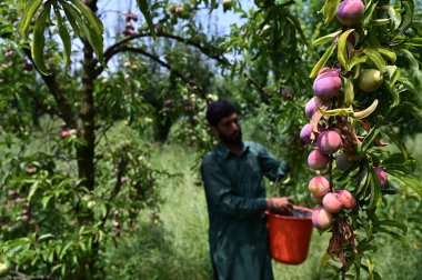 SRINAGAR INDIA 4 Temmuz 2023 Bir Çiftçi Srinagar Hindistan 'ın dış mahallelerinde 4 Temmuz 2023 tarihinde bir meyve bahçesindeki bir ağaçtan taze erik topluyor Fotoğraf: Waseem Andrabi Hindustan Times
