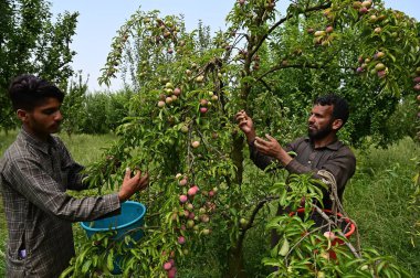 SRINAGAR INDIA 4 Temmuz 2023 Bir Çiftçi Srinagar Hindistan 'ın dış mahallelerinde 4 Temmuz 2023 tarihinde bir meyve bahçesindeki bir ağaçtan taze erik topluyor Fotoğraf: Waseem Andrabi Hindustan Times