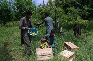 SRINAGAR INDIA 4 Temmuz 2023 Bir çiftçi Srinagar Hindistan 'ın dış mahallelerinde 4 Temmuz 2023' te meyve bahçesine girdikten sonra kutuları erikle doldurur Fotoğraf: Waseem Andrabi Hindustan Times