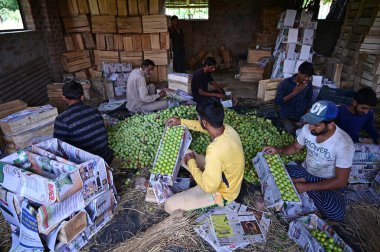 SRINAGAR INDIA 4 Temmuz 2023 Çiftçiler, Srinagar Hindistan 'ın dış mahallelerinde 4 Temmuz 2023 tarihinde bir meyve bahçesine ihraç etmek için erik paketliyor. Fotoğraf: Waseem Andrabi Hindustan Times