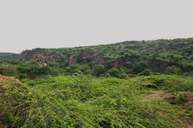 GURUGRAM INDIA 5 HAZİRAN 2023 Garat Pur Bas 'taki Aravali Safari Parkı arazisi 5 Temmuz 2023 Hindistan Safari Parkı projesi kapsamında Aravall' daki 10.000 dönümlük arazi parkı kavramı doğrultusunda geliştirilmektedir.