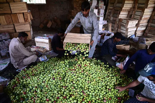 SRINAGAR INDIA 4 Temmuz 2023 Çiftçiler, Srinagar Hindistan 'ın dış mahallelerinde 4 Temmuz 2023 tarihinde bir meyve bahçesine ihraç etmek için erik paketliyor. Fotoğraf: Waseem Andrabi Hindustan Times