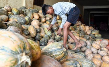 GURUGRAM INDIA JULY 7 2023 A boy looks on as he arranges pumpkins at a wholesale vegetable market at Khandsa road near Anaj Mandi on July 7 2023 in Gurugram India The demand for pumpkin has increased from last two weeks due to which its prices have i clipart