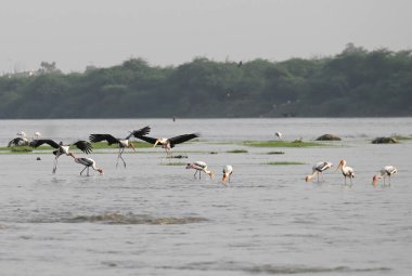 16 Eylül 2024 Noida, Hindistan 'da 16 Eylül 2024' te Yamuna Nehri 'nde balık yakalarken görülen Boyalı Leylek Kuşu