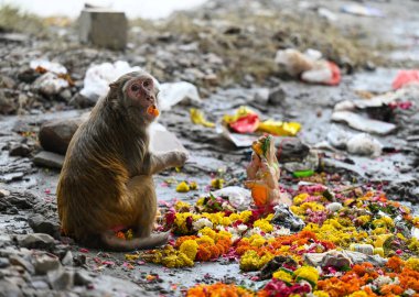 17 Eylül 2024 'te Noida Hindistan' da, 17 Eylül 2024 'te Sunil Ghosh Hindustan Times tarafından çekilen ve Ganesh Nehri' nin kıyısına battığı son günde Ganesh ji putunun önünde Prasad yiyen bir maymun. 