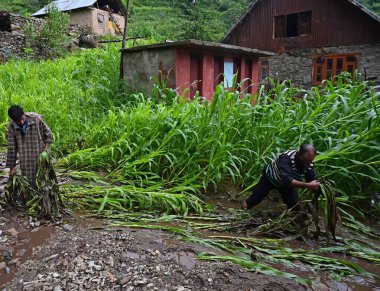 SRINAGAR INDIA JULY 22 2023 Farmers remove the damaged corn plants from field following flash floods in Faqir Gujri area on the outskirts of Srinagar on July 22 2023 in Srinagar India Continuous heavy rains have been battering various regions of Jamm clipart