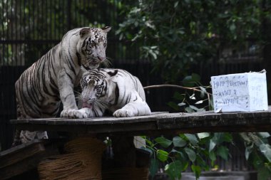 NEW DELHI INDIA AUGUST 26 2023 White tigresses Sitas twin cubs AVNI and VYOM seen playing as Zoo officials celebrates their first birthday at the National Zoological Park on August 26 ,2023 in New Delhi, India  clipart