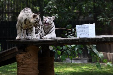 NEW DELHI INDIA AUGUST 26 2023 White tigresses Sitas twin cubs AVNI and VYOM seen playing as Zoo officials celebrates their first birthday at the National Zoological Park on August 26 ,2023 in New Delhi, India  clipart