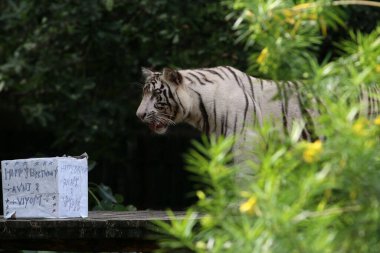 NEW DELHI INDIA AUGUST 26 2023 White tiger Sitas twin cubs AVNI and VYOM seen playing as Zoo officials celebrates their first birthday at the National Zoological Park on August 26 ,2023 in New Delhi, India  clipart