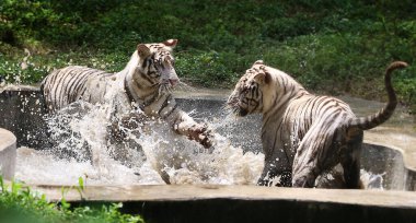 NEW DELHI INDIA AUGUST 26 2023 White tigresses Sitas twin cubs AVNI and VYOM seen playing as Zoo officials celebrates their first birthday at the National Zoological Park on August 26 ,2023 in New Delhi, India  clipart