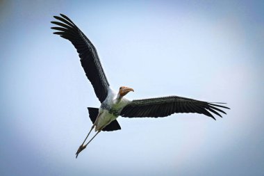 NEW DELHI INDIA AĞUSTOS 21 AĞUSTOS 2023 Boyanmış Leylek kuşları 21 Ağustos 2023 tarihinde Delhi Hayvanat Bahçesi 'nde görüldü. Fotoğraf: Sanchit Khanna Hindustan Times