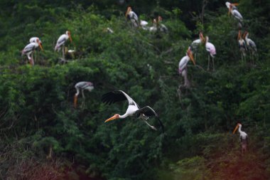 NEW DELHI INDIA AĞUSTOS 21 AĞUSTOS 2023 Boyanmış Leylek kuşları 21 Ağustos 2023 tarihinde Delhi Hayvanat Bahçesi 'nde görüldü. Fotoğraf: Sanchit Khanna Hindustan Times