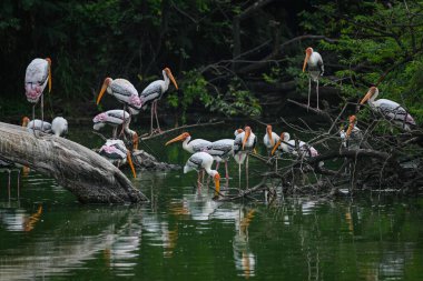 NEW DELHI INDIA AUGUST 21 2023 Painted Stork birds seen inside the Delhi Zoo on August 21 2023 in New Delhi India Photo by Sanchit Khanna Hindustan Times clipart