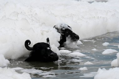 NEW DELHI INDIA 28 HAZİRAN 2023 Yamuna suyunda 28 Haziran 2023 tarihinde yüzen zehirli köpük görüntüsü Yamuna 'da yüzen tehlikeli köpük amonyak seviyesinin artması ve diska kaynaklı yüksek fosfat içeriğinin bir sonucudur.