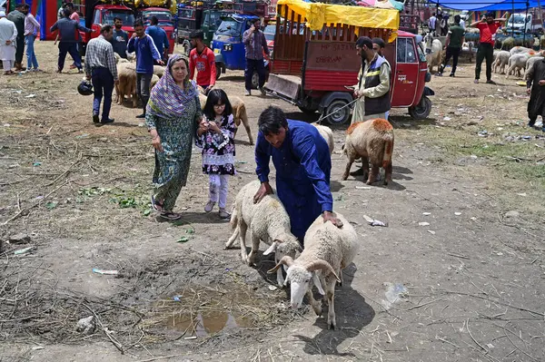 SRINAGAR INDIA 26 Haziran 2023 Bir adam, 26 Haziran 2023 tarihinde Srinagar Hindistan 'da düzenlenen Kurban Bayramı öncesinde Eidgah' taki bir pazardan koyun satın aldıktan sonra koyunları itiyor. Fotoğraf: Waseem Andrabi Hindustan Times