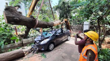 MUMBAI INDIA JUNE 12 2023 Civic and fire officials cut a huge tree after it collapsed on three cars and damaged them due to strong and gusty winds in wake of the Biporjoy cyclonic storm formation in the Arabian Sea at Vasant Vihar in Thane on June 12 clipart