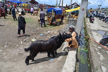 SRINAGAR INDIA 26 Haziran 2023 Kurban Bayramı öncesinde Eidgah 'taki derme çatma bir pazarda satılığa çıkarılan hayvanlar, 26 Haziran 2023' te Srinagar Hindistan Fotoğrafı: Waseem Andrabi Hindustan Times