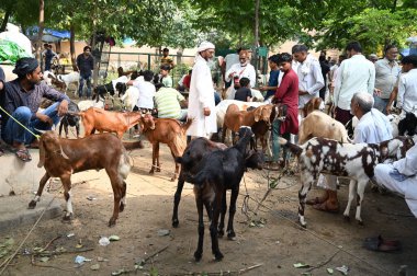 GURUGRAM INDIA JUNE 27 Haziran 2023 Kurban Bayramı veya Sadar Çarşısı yakınlarındaki Jama Masijid 'de Kurban Bayramı' nın ilerisindeki bir hayvan pazarından keçi alışverişi yapan Parveen Kumar Hindustna Times 'ın Gurugram Hindistan Fotoğrafı