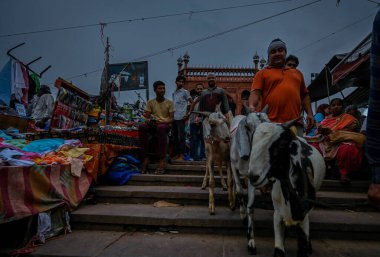 NEW DELHI INDIA JUNE 28 2023 Vendors are seen with the goats for sale at a livestock market ahead of the sacrificial Eid al Adha festival at Jama Masjid on June 28 2023 in New Delhi India A day before the festival of Eid ul Azha the Muslim community  clipart