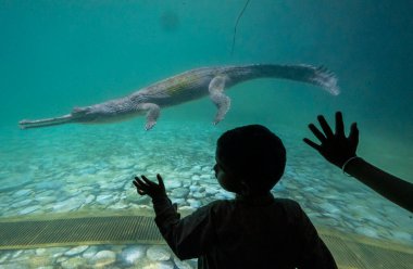 MUMBAI INDIA MAY 8 2023 Visitors watch movements of Gharial in the new underwater glass viewing exhibit Croc Trails at the Veermata Jijabai Bhosale Udyan and Zoo Byculla on May 8 2023 in Mumbai India Photo by Anshuman Poyrekar Hindustan Times clipart