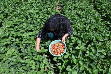 SRINAGAR INDIA MAY 15 2023 Farmers harvest strawberries at a farm in Gassu on the outskirts of Srinagar on May 15 2023 in Srinagar India Strawberry is the first fruit that grows after six months of harsh winters and is supplied to various parts of no clipart