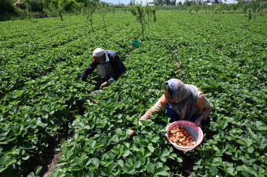 SRINAGAR INDIA MAY 15 2023 Farmers harvest strawberries at a farm in Gassu on the outskirts of Srinagar on May 15 2023 in Srinagar India Strawberry is the first fruit that grows after six months of harsh winters and is supplied to various parts of no clipart