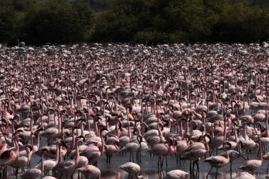NAVI MUMBAI INDIA MAYIS 20 Mayıs 2023 TS Chanakya Nerul 'da flamingo sürüsü 20 Mayıs 2023 Navi Mumbai Hindistan Fotoğrafı: Bachchan Kumar Hindustan Times