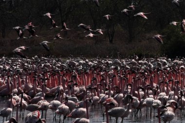 NAVI MUMBAI INDIA MAYIS 20 Mayıs 2023 TS Chanakya Nerul 'da flamingo sürüsü 20 Mayıs 2023 Navi Mumbai Hindistan Fotoğrafı: Bachchan Kumar Hindustan Times